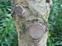 B�ume und Str�ucher Beschneiden 