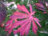 Baum Laub Entfernen Herbst Bltter Herbstlaub Wohin?