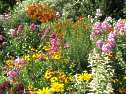 Garten Pflanzen Ratgeber