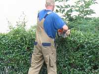 Schneiden Hainbuche Hecke Liguster