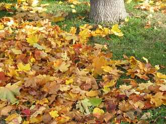 Herbst Blätter Laub Kompost Herbstlaub Entfernen