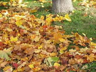 Herbst Bltter Laub Kompost Herbstlaub Entfernen