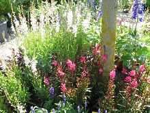 Pflanzen f�r Kiesbeet