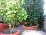 Winterharte K�belpflanzen Pflanzen Winterhart