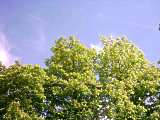 Heimische Laubb�ume