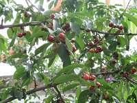 Obstb�ume Schneiden