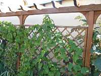 Sonnenschutz Pergola Sichtschutz Bauen 