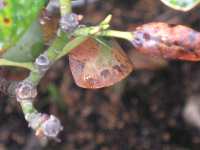 Schadbild Rhododendron Pilzkrankheit