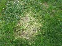 Garten Rasen Krankheit Pilz Mehltau Hexenringe 