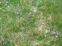 Garten Rasen Schneeschimmel Mehltau