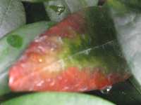 Schadbild Rhododendron Blatt Verbrennung