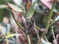 Pilzkrankheiten durch Rhododendron Zikade