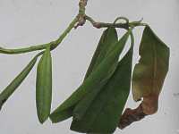 Krankheit Rhododendronwelke Phythophthora Welke