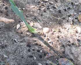 Bodenverbesserung Sandboden Verbessern Leichter Boden