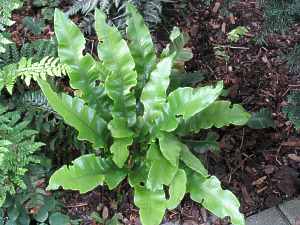 Hirschzungenfarn Asplenium Scolopendrium Phyllitis Vulgare Hirschzunge