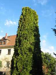 Abendlndischer Lebensbaum Thuja Occidentalis