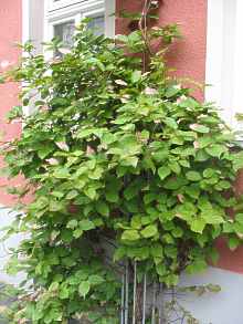 Actinidia Kolomikta Mini Kiwi Flamingo Strahlengriffel