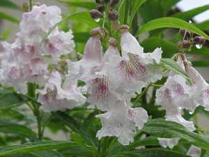 Baumoleander Chitalpa Tashkentensis Pink Dawn Summer Bells