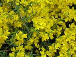 Besen Ginster Schneiden Standort Pflege Cytisus Scoparius