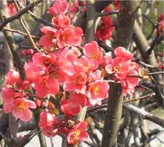 Chaenomeles Japonica