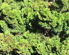 Chamaecyparis Obtusa Nana