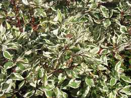 Cornus Alba Sibirica Variegata Elegantissima