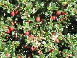 Zwergmispel Cotoneaster Dammeri