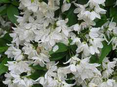 Deutzia gracilis Sternchenstrauch 