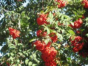 Eberesche Vogelbeere Mehlbeere Sorbus Aucuparia Vogelbeerbaum