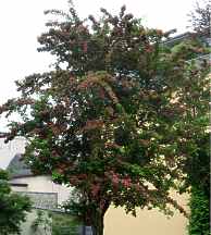 Echter Rotdorn Baum Crataegus Laevigata