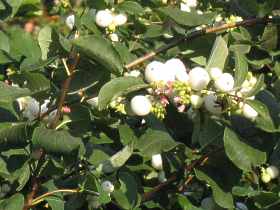 Gemeine Schneebeere Knallerbsenstrauch Symphoricarpos Albus