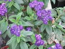 Heliotropium Arborescens Vanilleblume Sonnenwende