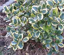 Stechpalme Ilex Altaclerensis