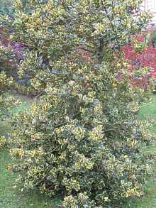 Stechpalme Ilex Aquifolium