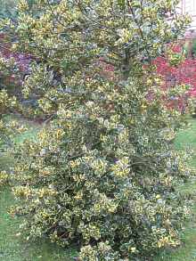 Stechpalme Ilex Aquifolium
