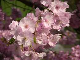 Japanische Zierkirsche Kirsche