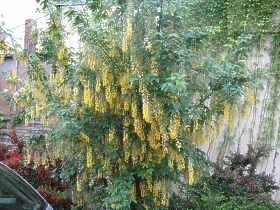 Goldregen Baum Laburnum Watereri Vossii