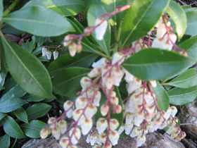 Lavendelheide Pieris Japonica Schattenglckchen