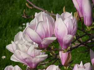 Tulpen Magnolie Baum Magnolia Soulangiana Lennei Alexandrina Pflege Schneiden