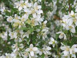 Pfeifenstrauch Philadelphus Microphyllus Falscher Jasmin