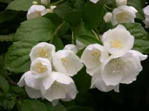 Philadelphus Virginalis Falscher Jasmin