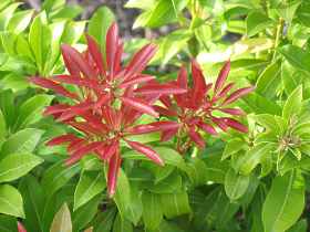 Pieris Japonica Mountain Fire Forest Flame 