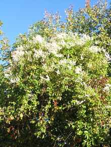 Fallopia baldschuanica Polygonum aubertii 