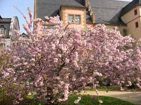  Nelkenkirsche Prunus Serrulata Kanzan