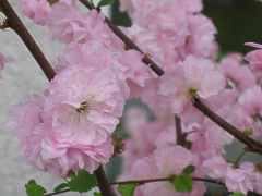 Prunus Triloba Mandelbumchen