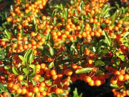 Pyracantha Coccinea Orange Glow