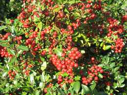 Pyracantha Coccinea Red Column Mohave