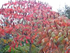 Rhus Typhina Essigbaum Kolben Sumach Pflanzen Schneiden Pflege