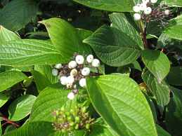 Sibirischer Hartriegel