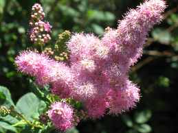 Kolbenspiere Spiraea Billardii Triumphans Spiraea Salicifolia